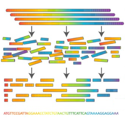 Shotgun sequencing