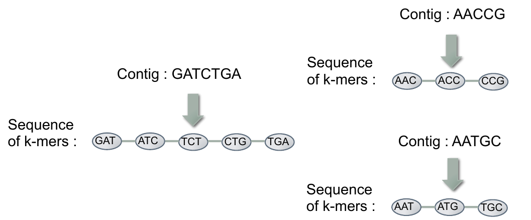 A de Bruijn graph with k = 3. We can identify three connected components (contigs) and six start nodes: GAT, TGA, AAT, TGC, AAC, CCG.